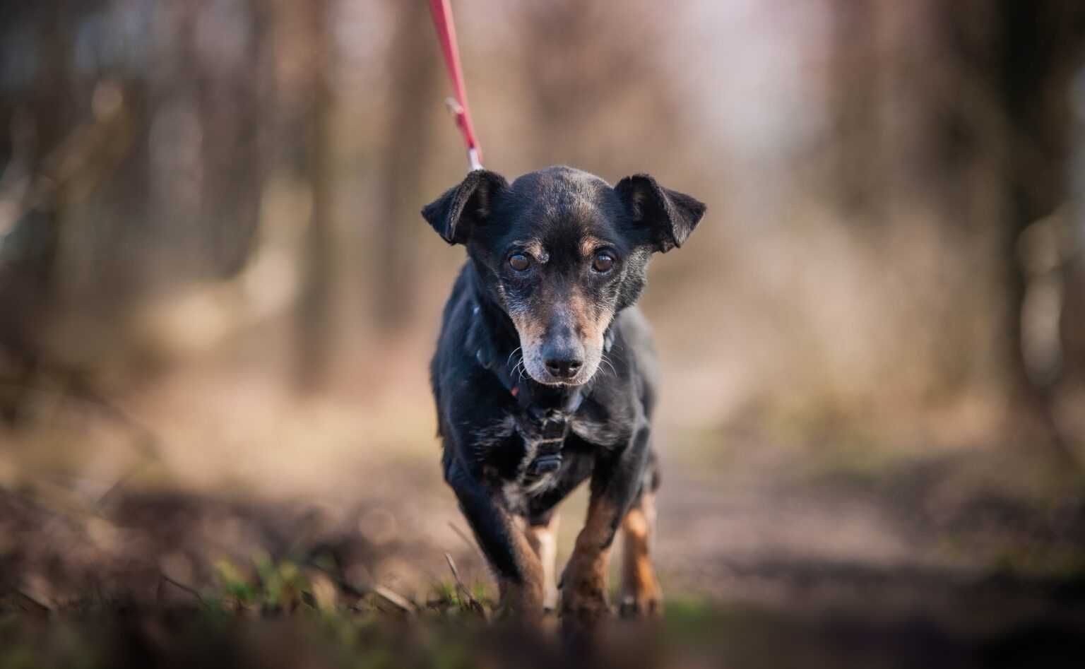 Jogi - dostojny, starszy psiak do adopcji.