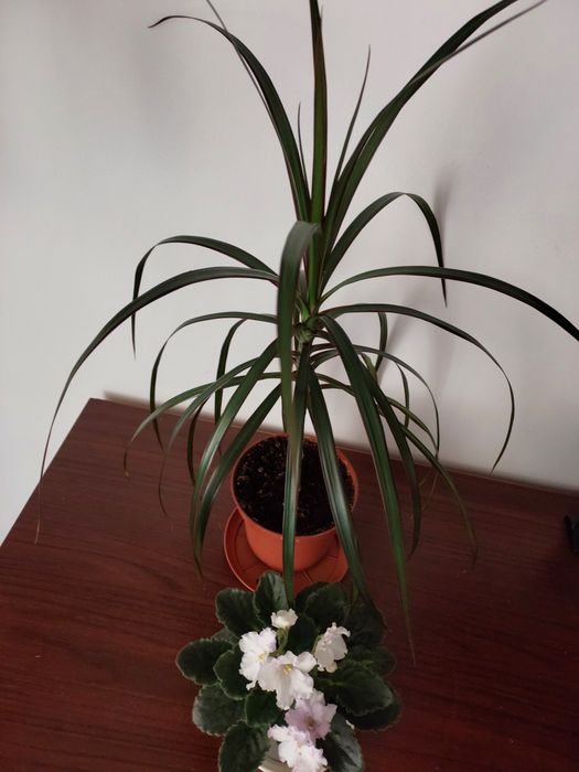 Dracena wąskolistna + fiołek