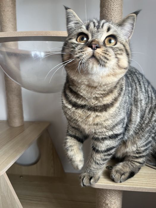 Femea Scottish straight