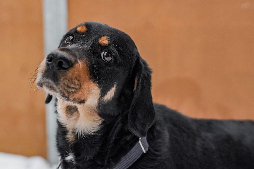 Jawor szuka doświadczonego domu! OTOZ Animals Schronisko Ciapkowo.