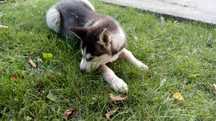 Husky-szczeniak suczka niebieskooka