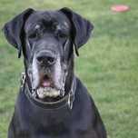 Hadar dog niemiecki do adopcji