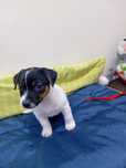 Jack Russell terrier szczenie piesek