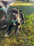 Cachorros cruzados para dar