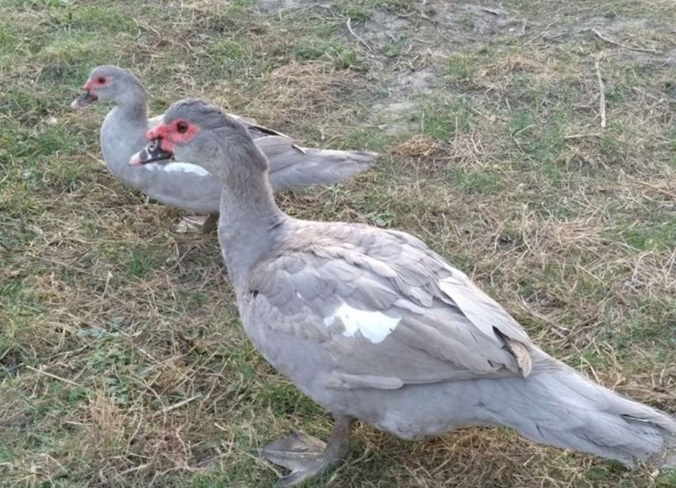 Індокачки шипуни  .Окрас Лаванда. Лінія німець