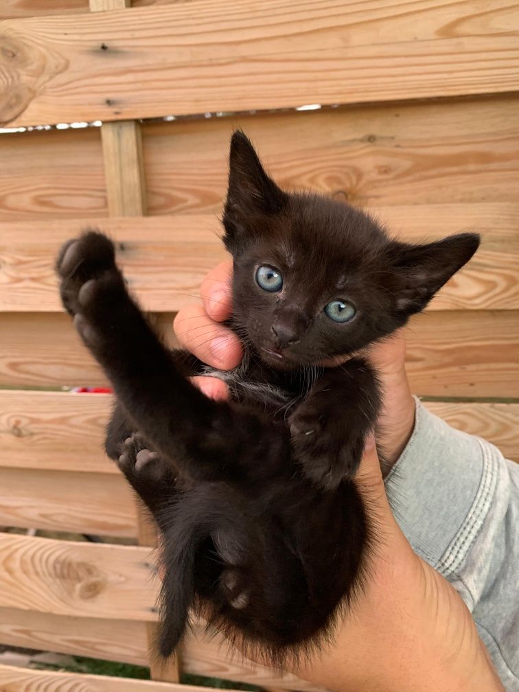 Gatinho meigo preto macho