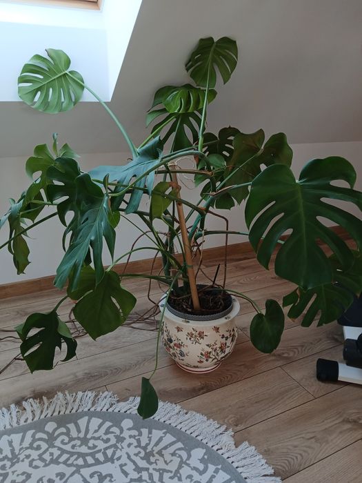 Duża roślina monstera