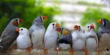 Mandarins