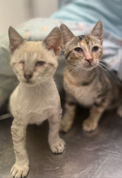 Duas gatas - para adoção