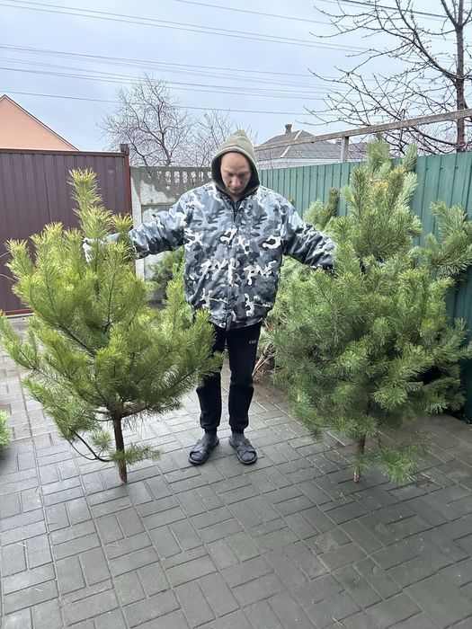 Новогодняя сосно ёлка новорічна ялинка