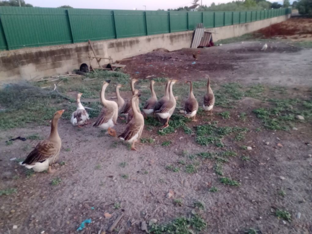 Vende se Patos Gansos cruzados com da Guiné
