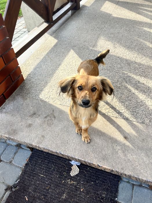 Oddam suczke za darmo