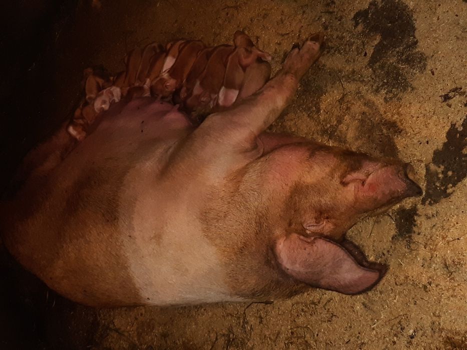 поросята породи українська червона білопояса