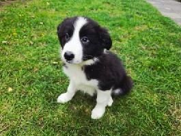 Border collie szczenię