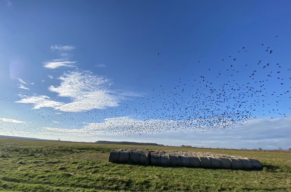 Siano, słoma 2025 z transportem