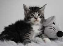 Kociaczki maine coon