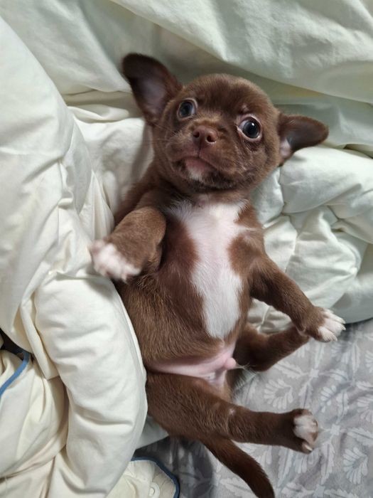 Czekoladowy chłopiec chihuahua dostępny do rezerwacji.