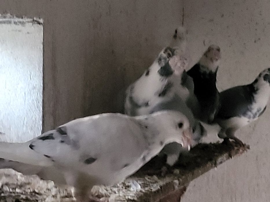 Gołębie Staropolskie