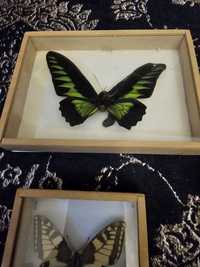 Motyl zasuszony  kolekcja