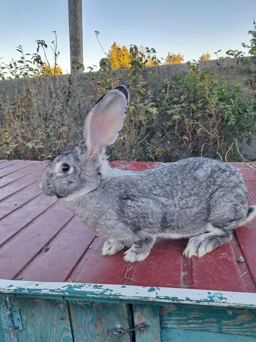 Кролі рш, фб, нсв