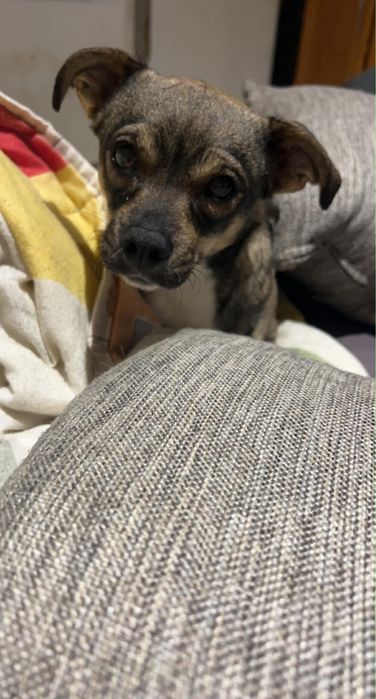 Cadelinha de Pequeno Porte Adoção