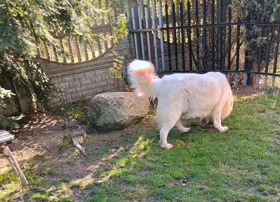 Suka hodowlana Owczarek Podhalański