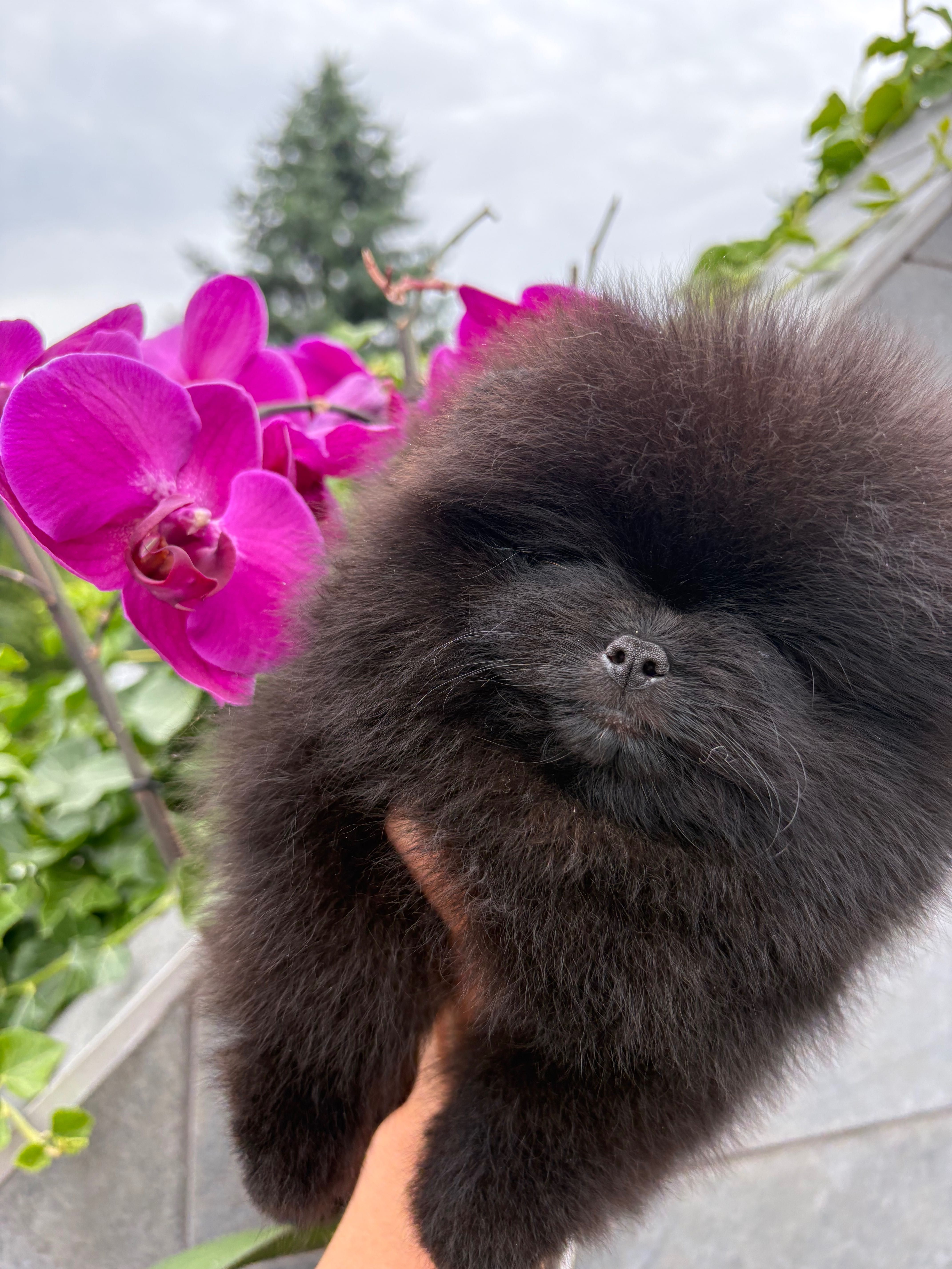 Szpic miniaturowy FCI zkwp Pomeranian samiec