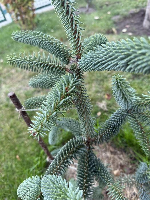 Пихта Келерис 80 см