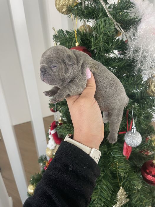 Bulldog  frances   Blue