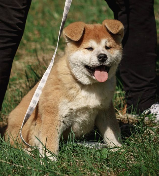 Akita japońska , czerwony piesek 6 miesieczny