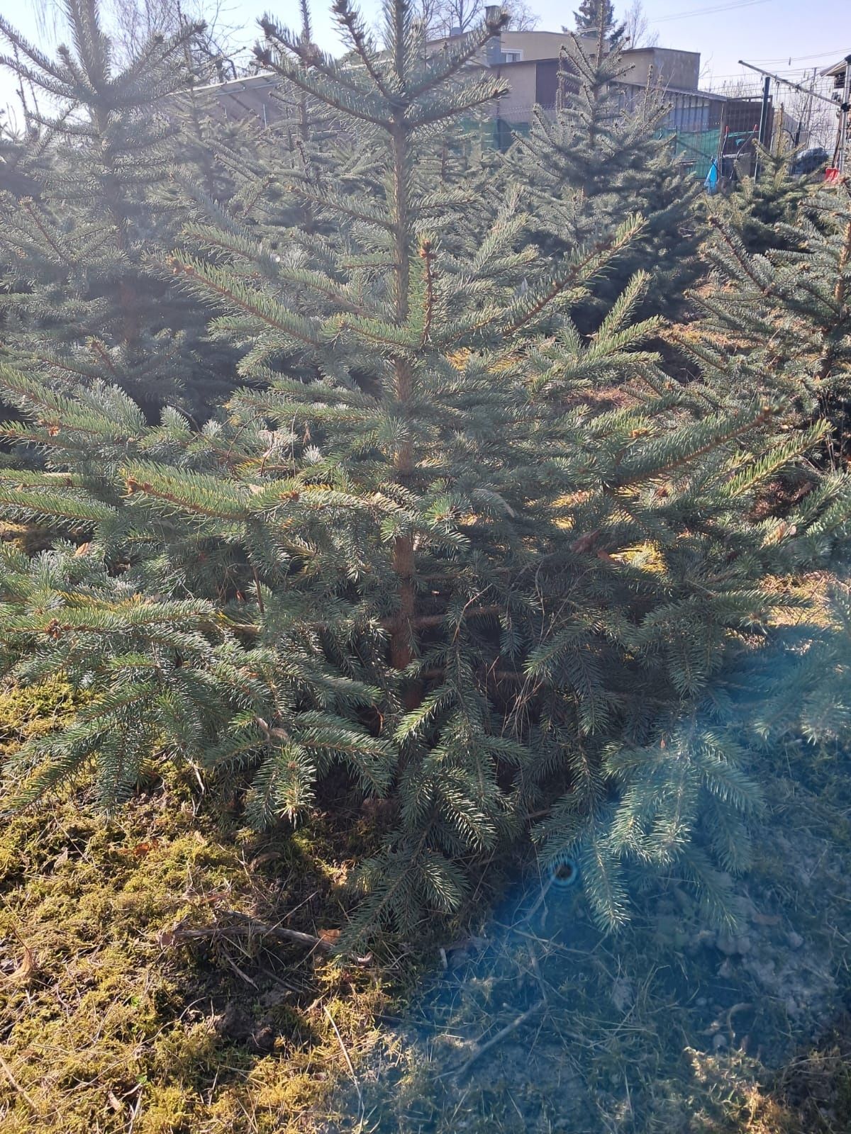 Świerk kłujący srebrzysty