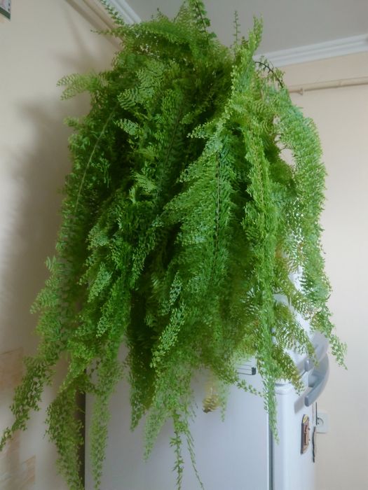 Продам вазон папороті.