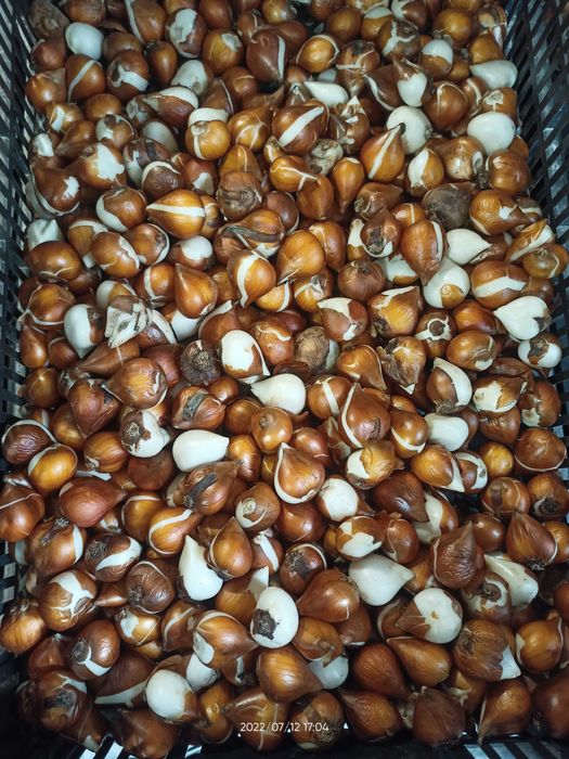 Тюльпани нарциси, цибулини тюльпанів нарцисів, тюльпаны, луковицы