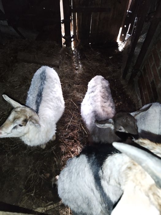 Продам козенята різного віку