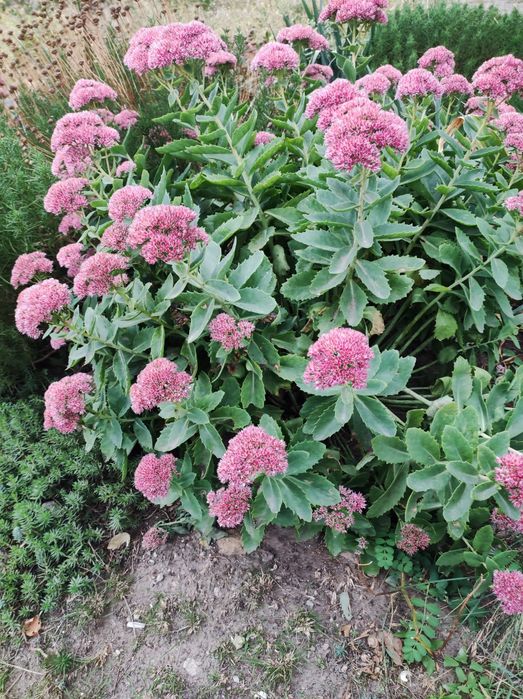 Седум (очиток) .