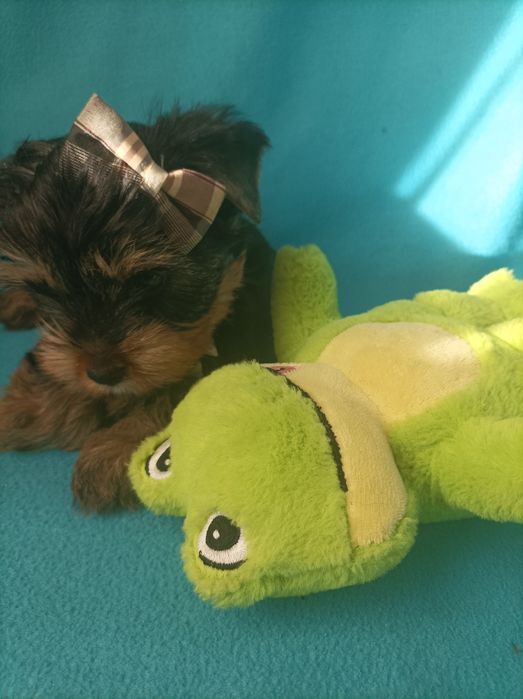 Йоркширський тер'єр цуценятка