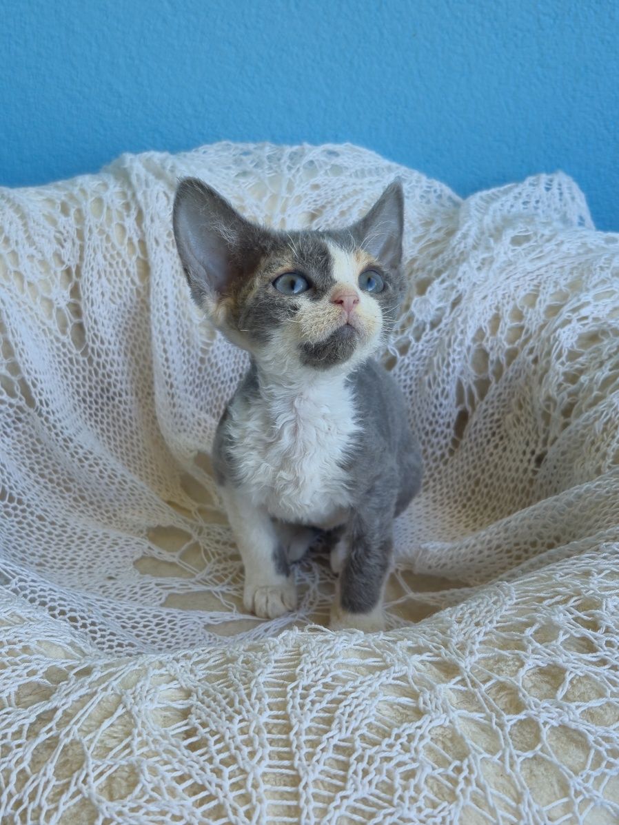 Koteczka Devon Rex FPL