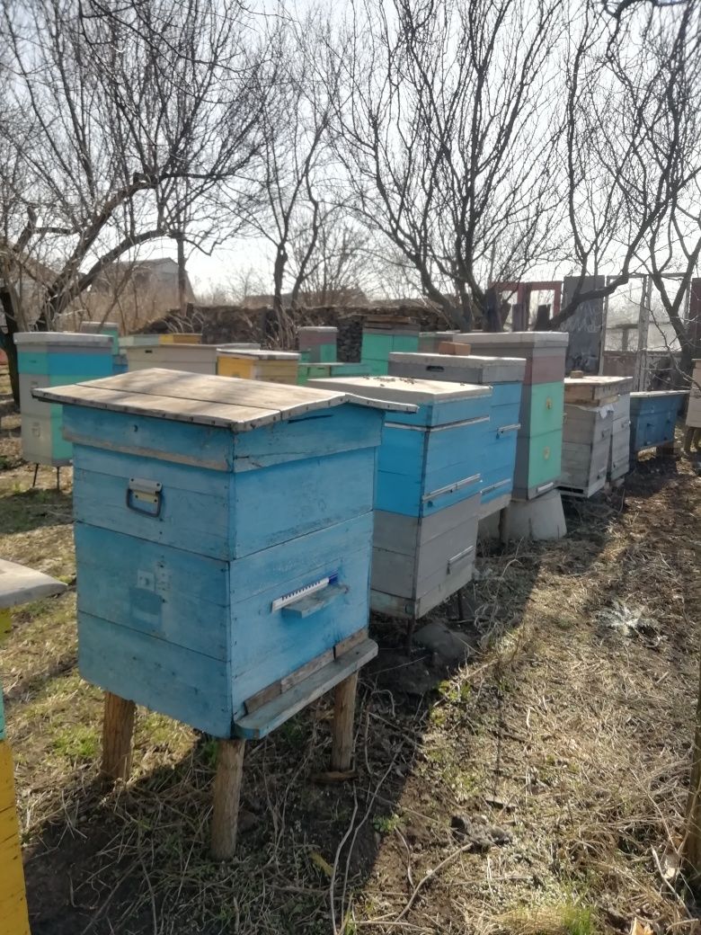 Отводки, семьи, карпатка, степная украинская, мирная пчела