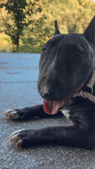 Bull terrier miniatura