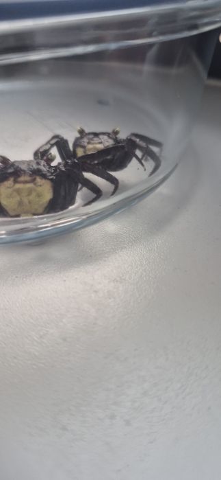 Sprzedam dwa kraby wampiry+terarium+jedzenie
