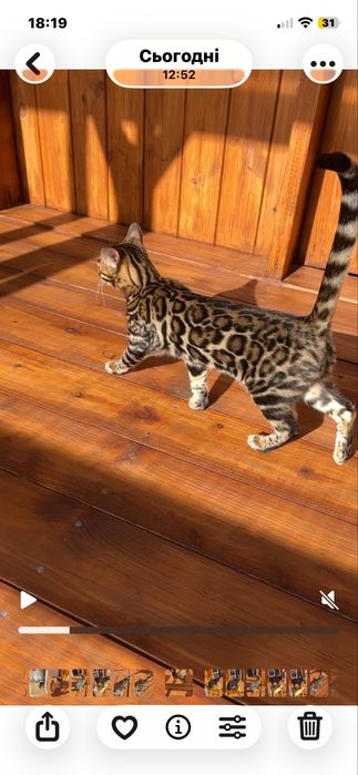 Бенгальське елітне кошеня Арія з родоводом