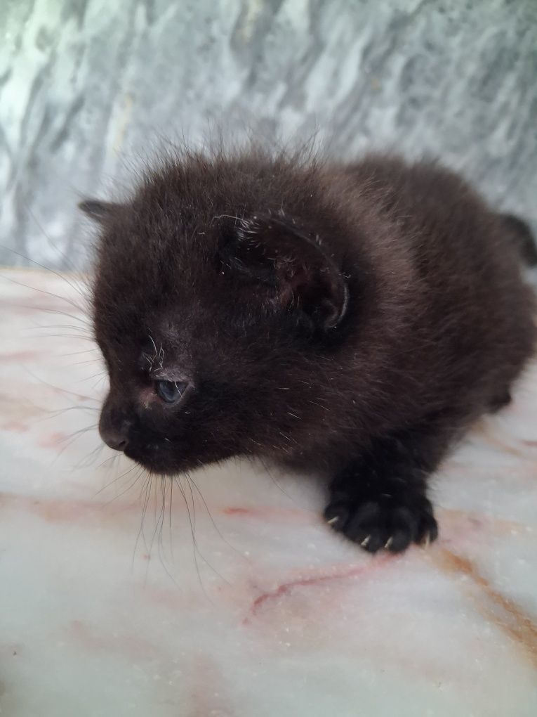Gatinho com 4 semanas