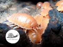 Porcellio laevis "mix color" isopod ekipa sprzątająca prosionki 50 szt