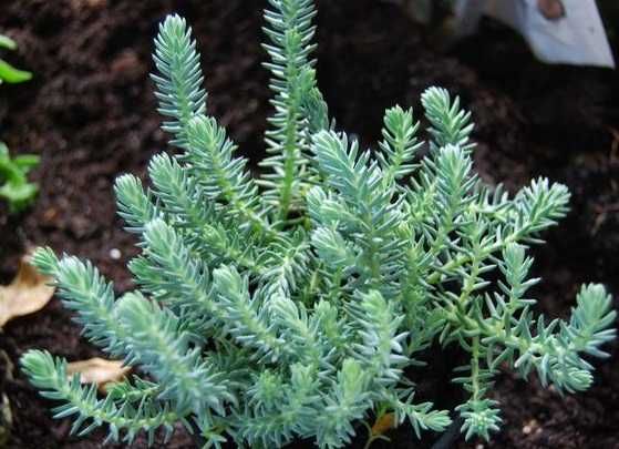 очиток, седум варієгатний, посухостійкі рослини