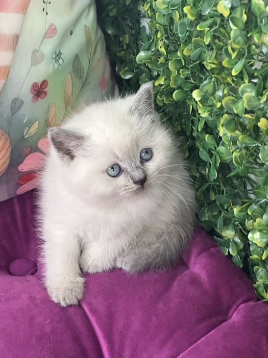 Gatinho Scottish Straight shorthair blue point