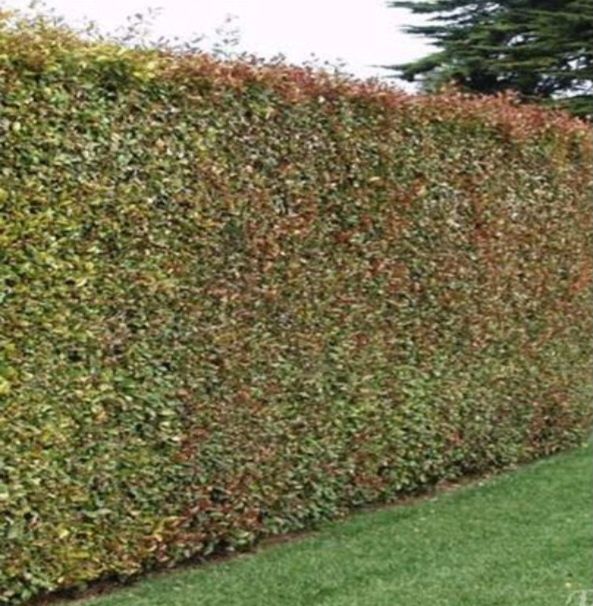 Eugénias para sebes últimas 300 unidades   15/25cm