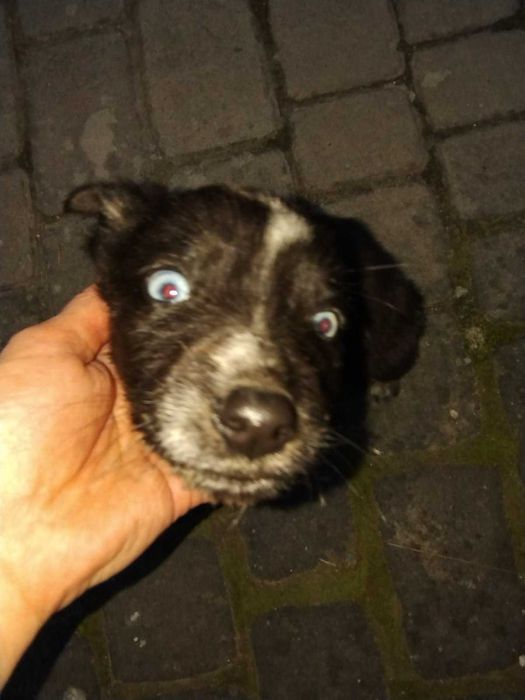 Синьоокі красуні