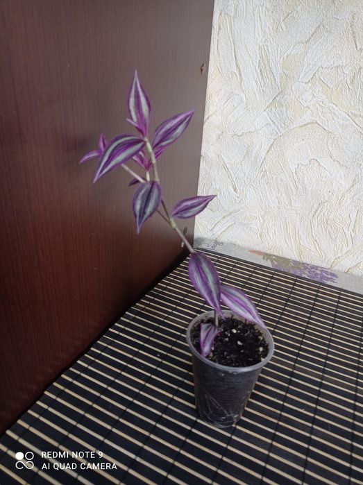 Традесканція зебріна Pink paradise/ Pink paradize