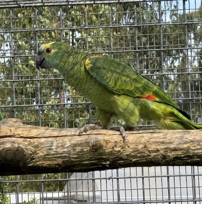 Papagaio femea Aestiva xanthopteryx 2025