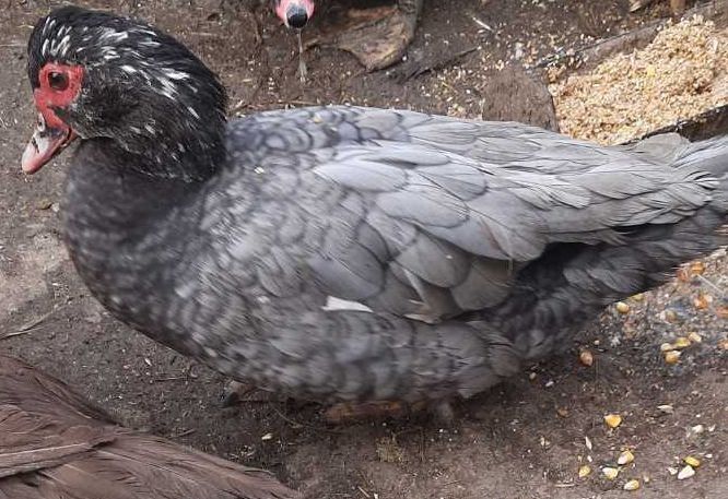 Продам уточек на племя